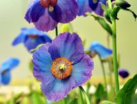 Excellent blue purple poppy like flowers with yellow stamens